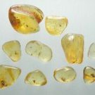 Amber with insect