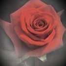 131QS Computer Painted Sale Priced Backdrops-Quick Ship