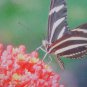 Butterfly & tropical Flower portrait - Personalized Notecards