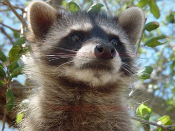 Raccoon Babby bandit racoon Art Print closed face Portrait photography