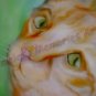 Cat Orange Tabby kitty  stripes Monarch butterfly Key Leash Rack Holder
