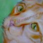 Cat Orange Tabby kitty  stripes Monarch butterfly Key Leash Rack Holder