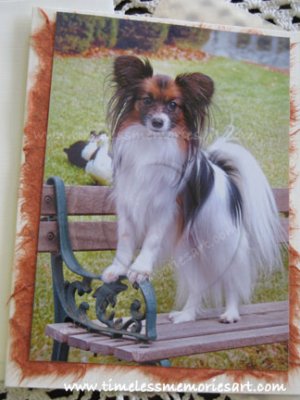 Papillon dog on park bench toy dog papillon breed handmade notecards  custom cards