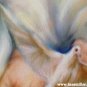 Hands White Dove Holly Ghost God hands spiritual holly ghost religious Canvas Print 16x20