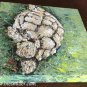 Palette Knife Painting for sale Sulcata Tortoise Original Acrylic Painting