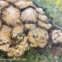 Palette Knife Painting for sale Sulcata Tortoise Original Acrylic Painting