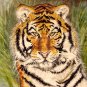 Tiger Portrait (Stripes)