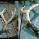 10 Pt Resin Deer Antlers Faux Fake Antler