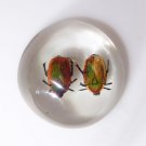 Double African Fruit Beetle Paperweight from Zimbabwe!
