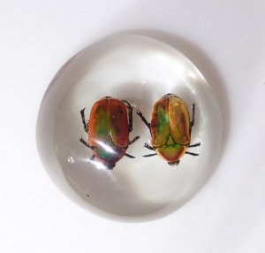 Double African Fruit Beetle Paperweight from Zimbabwe!