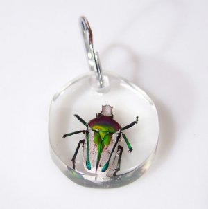 Giant African Fruit Beetle Keyring #1 - from Zimbabwe!