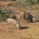 "African Warthog in motion" Verdite Shona Stone Sculpture Handmade in Zimbabwe!