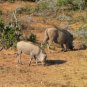 "African Warthog" Serpentine Shona Stone Sculpture Handmade in Zimbabwe!