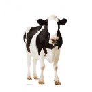 Cow Stand In Photo Party Decoration Farm Animal Lifesize Cardboard Cutout Farmer Cow Stand In Photo Party Decoration Farm Animal Lifesize Cardboard Cutout Farmer