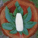Luffa Sponge Soft Loofah Loofa Natural Bath Shower Luf Wash Loufa Loofa Lufa USA