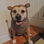 Monkey Hoodie Dog Sweater Chilly Dog Hand Knit Wool  XXS-XXXL Pet Puppy Warm Pet