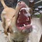 2 - Bubblelick Cotton Candy Bubbles Lickable Edible Natural Flavored Kids Dogs