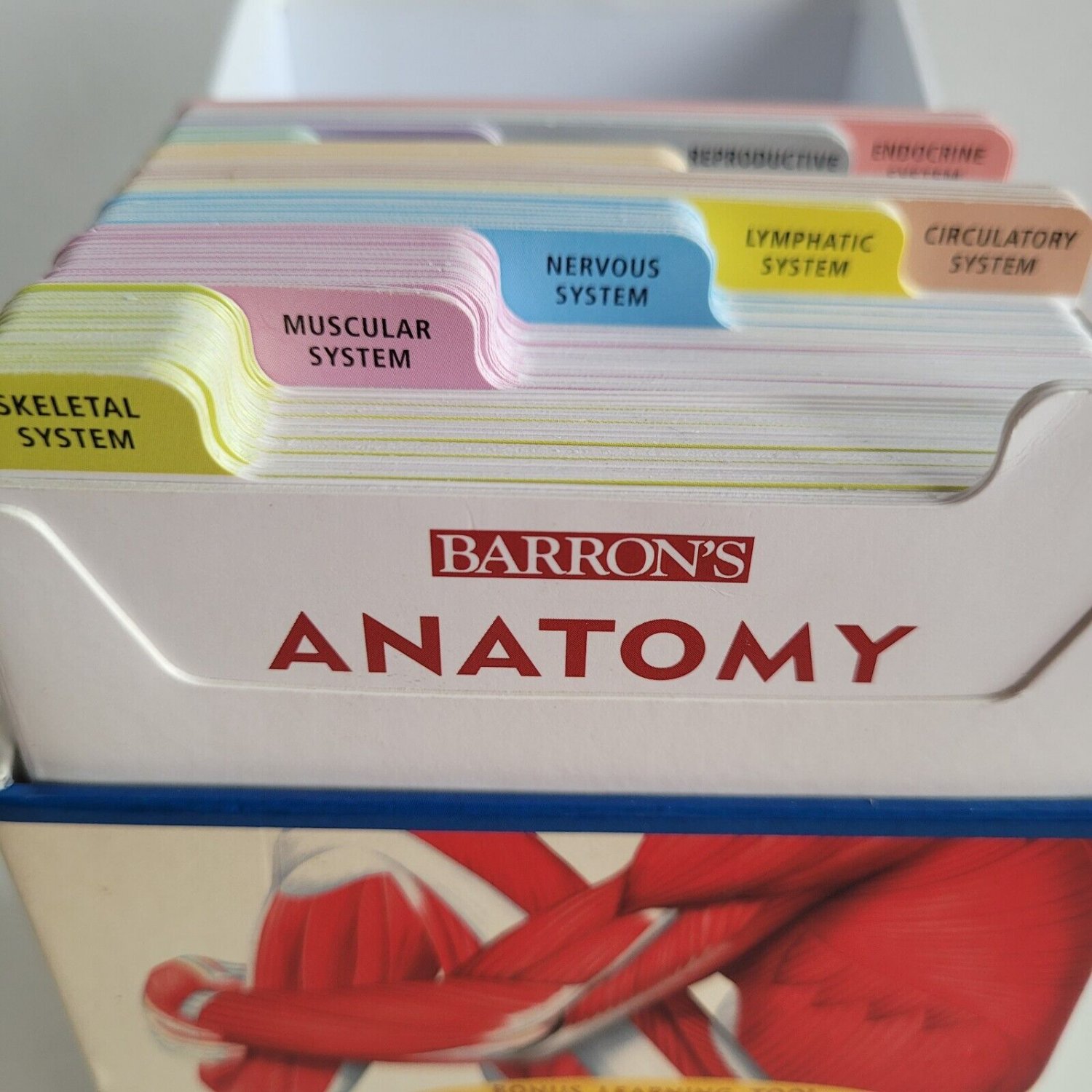 Barron's Anatomy Flashcards 264 Full Color Cards & Poster PreMed