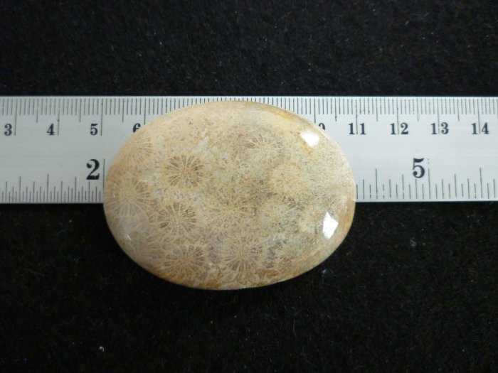 Rare Fossil Stone B615 - Lucky Charm