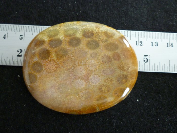 Rare Fossil Stone B612 - Lucky Charm