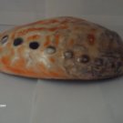 Rare ORANGE OPAL shell