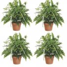 Set of 4 - 28"" Large Mixed Silk Fern Bush - pbx182-gr