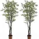 Set of 2 - 6' Japanese Silk Maple Trees - q-ltm616-grbr