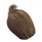 Set of 6 - 7"" Weighted Artificial Coconuts - vqc246-br