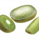 Arttificial Kiwi Fruit Wedges - vpk915-gr