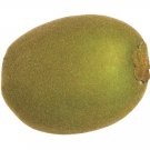 2.5""Hx2""W 1 Dozen Artificial Kiwi Fruit - vqk301