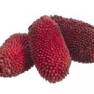 3"" Artificial Jack Fruit in Bag (3 ea./bag) Burgundy - vaj395-bu