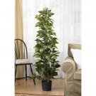 5' Pothos Climbing Silk Plant - 6613