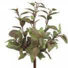 2 Dozen - 10""SAGE_HERB_BUSH_GR/PU - pbh105-gr