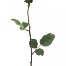 2 dozen - 23"" Silk Roses - zr2005-re