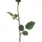 2 dozen - 23"" Silk Roses - zr2005-re