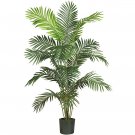 6' Paraidise Palm - 5260