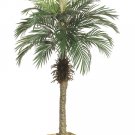 Set of 2 - 5' Silk Phoenix Palm Trees - lpp505