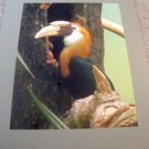 ED Toucan Color Photo with Tan Mat 9 x 12