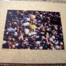 ED Beach and Rocks Color Photo Matted to 8x10