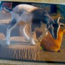 ED Goat Jumping Color Photo 8x10 Mat