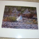 ED Seagull Color Photo 8x10 Matted