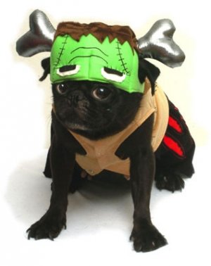 Dog Clothes Adorable Barkinstein Halloween Dog Costumes