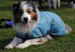 Dog Clothes Cooling Coat