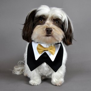 Dog Clothes Adorable Black Satin Formal Vest & Gold Satin Bowtie