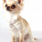Dog Clothes Adorable Pearl Heart Charm Dog Necklace