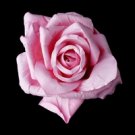 Elegant Pink Rose BQ 9848 (Item Style Number: Bq 9848 Pink )