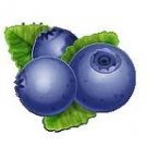 Blueberry Flavored Hawaiian Cane Sugar, 3/4 oz.