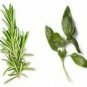 Rosemary Basil Hawaiian Seasoned Salt, grinder bottle