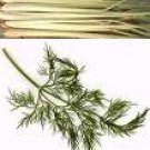 Lemongrass Dill Hawaiian Seasoned Salt, grinder bottle
