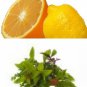 Citrus Herb Hawaiian Seasoned Salt, grinder bottle